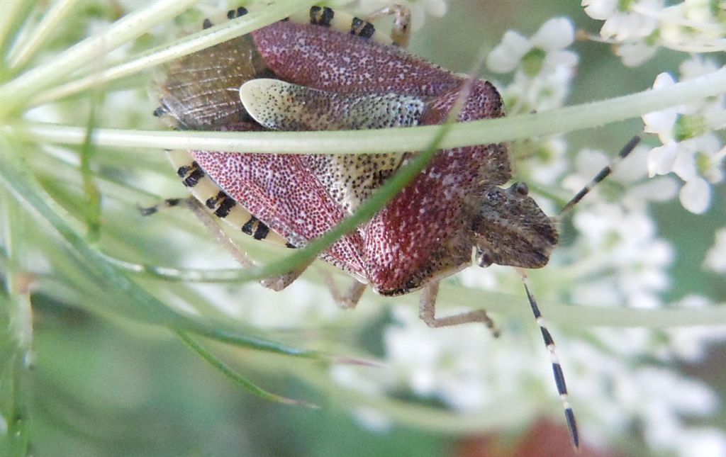 Dolycoris baccarum